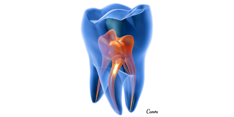 Um dente apresentando em destaque a sua polpa a raiz e os tecidos que a envolve